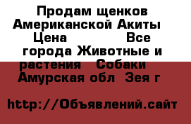 Продам щенков Американской Акиты › Цена ­ 25 000 - Все города Животные и растения » Собаки   . Амурская обл.,Зея г.